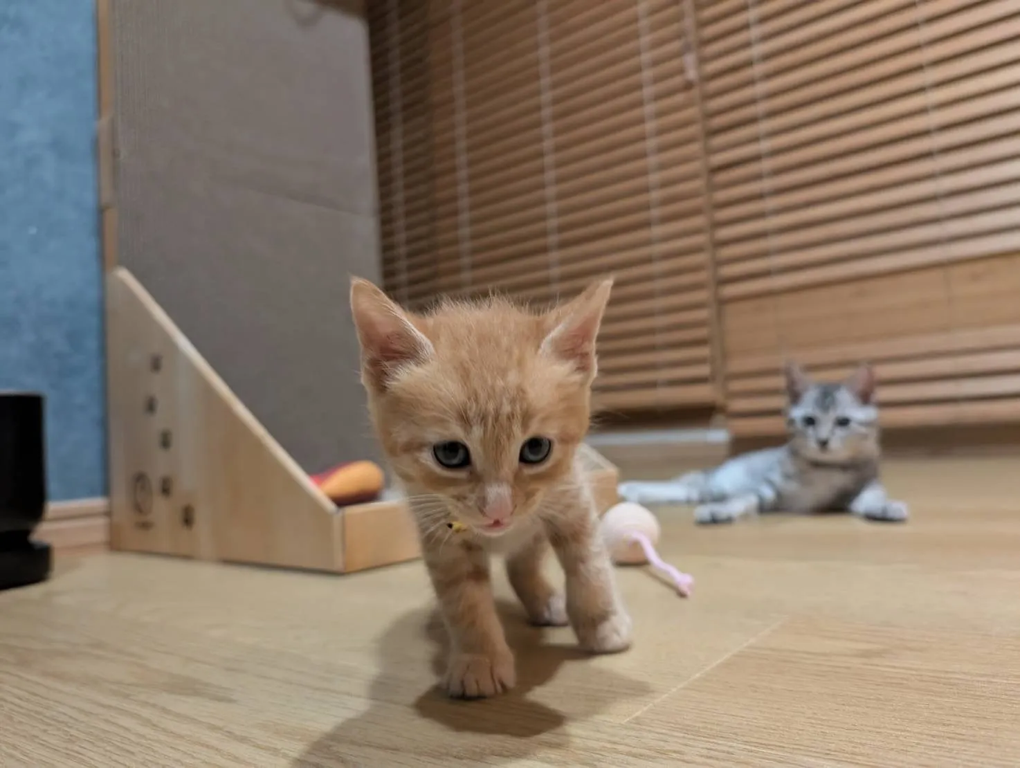 ペットと快適に暮らすフローリング選び